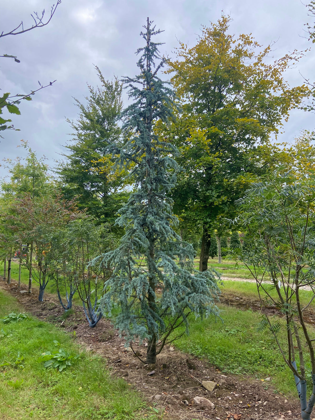 Cedrus atlantica 'Glauca' - Blue Atlas Cedar