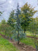files/Cedrus_atlantica_Glauca_Nangle_and_Niesen_Tree_Nursery_0001.jpg