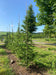 files/Cedrus_libani_Nangle_and_Niesen_Tree_Nursery_0003.jpg