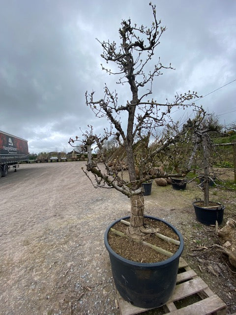 Pyrus communis 'Conference' - Conference Pear