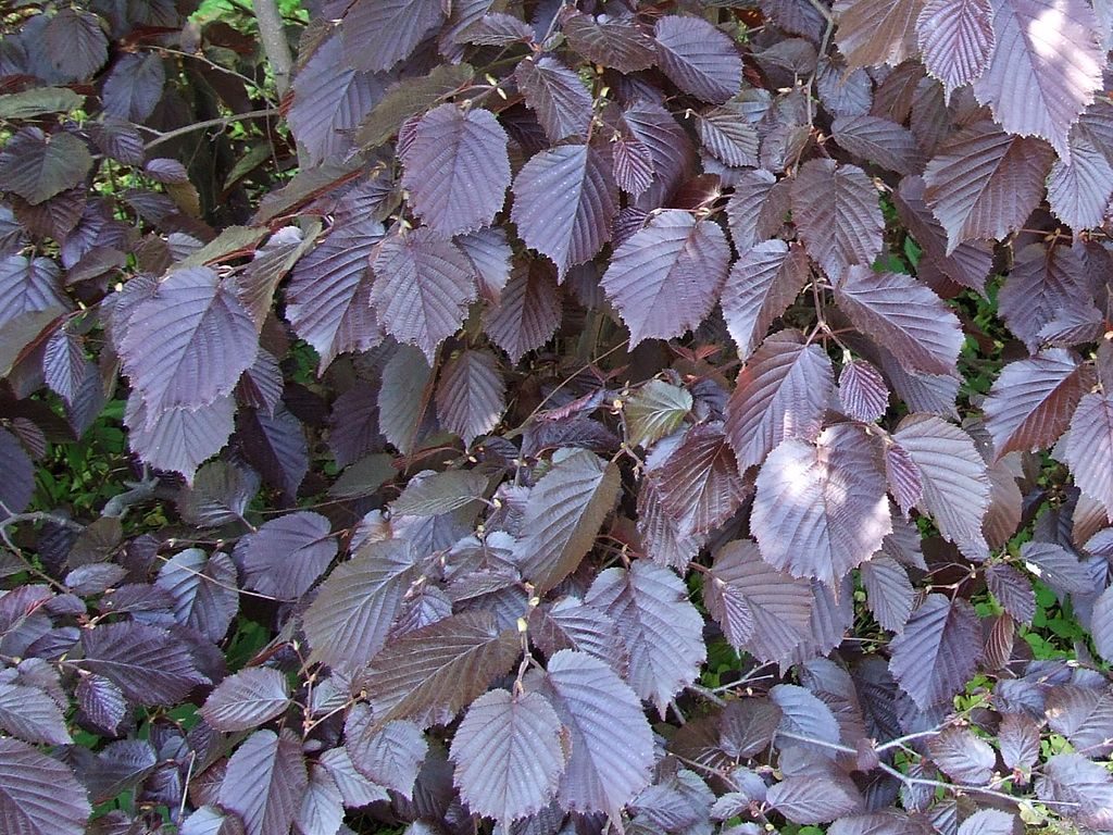 Corylus maxima 'Purpurea' - Purple Hazel