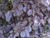Corylus maxima 'Purpurea' - Purple Hazel