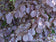 files/Corylus-maxima-Purpurea-1024x768.jpg