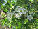 files/Crataegus-Monogyna.jpg