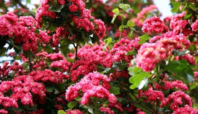 Crataegus x media 'Paul's Scarlet' - Hawthorn 'Paul's Scarlet'