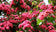 files/Crataegus-laevigata-Paul-Scarlet.jpg