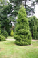 files/Cryptomeria_japonica_Elegans_1.jpg