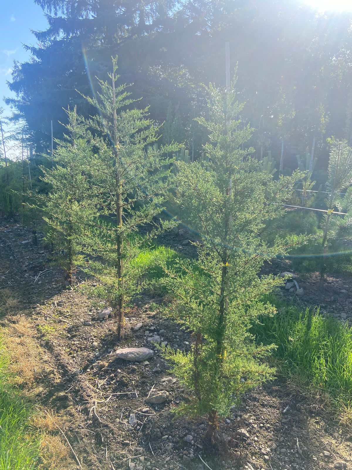 Cupressus macrocarpa - Monterey Cypress