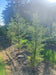 files/Cupressus_macrocarpa_Nangle_and_Niesen_Tree_Nursery_0001.jpg