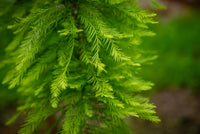 Sequoia sempervirens - Coastal Redwood