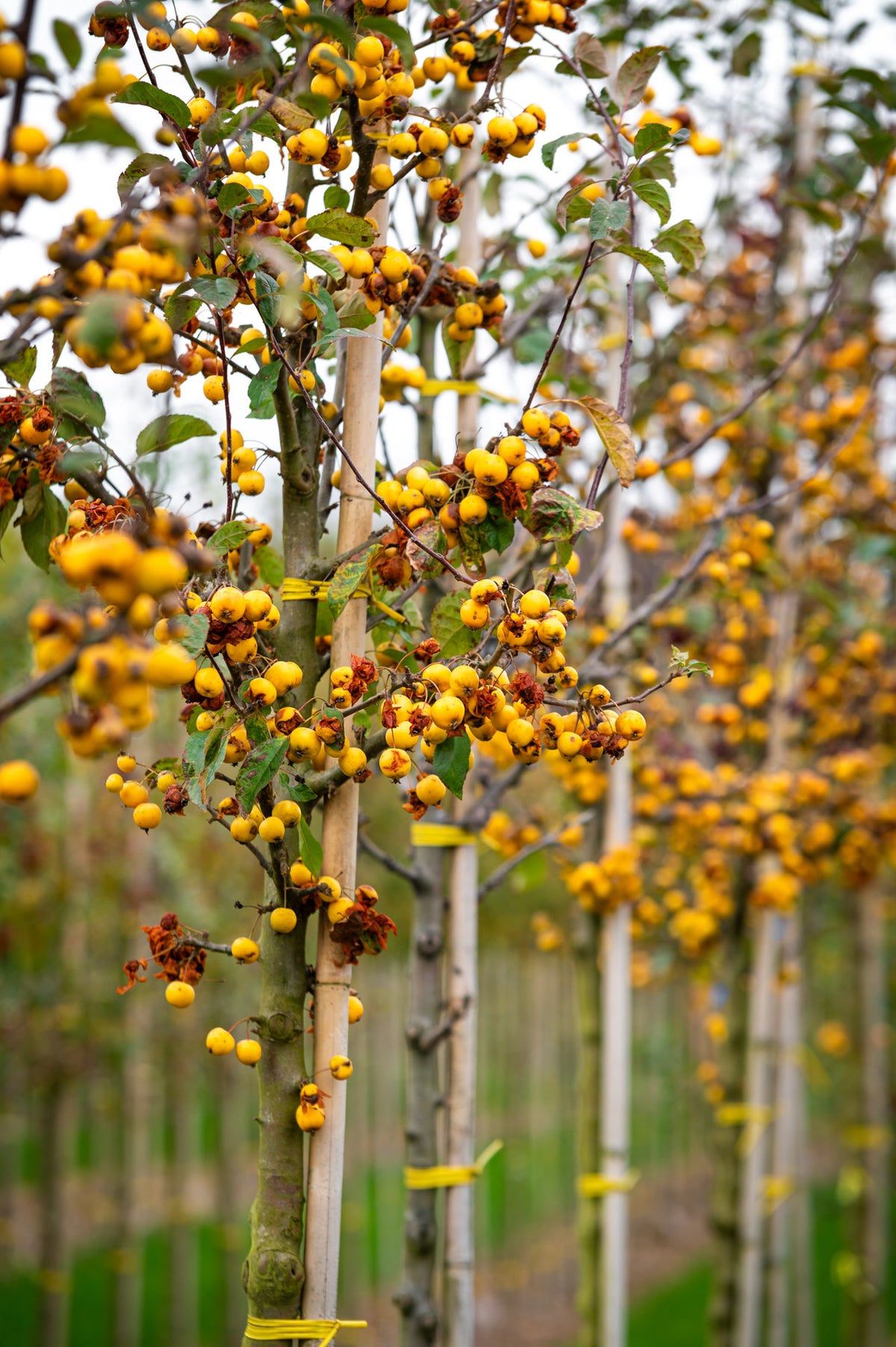 Malus toringo 'Brouwers Beauty' - Crab Apple 'Brouwers Beauty'