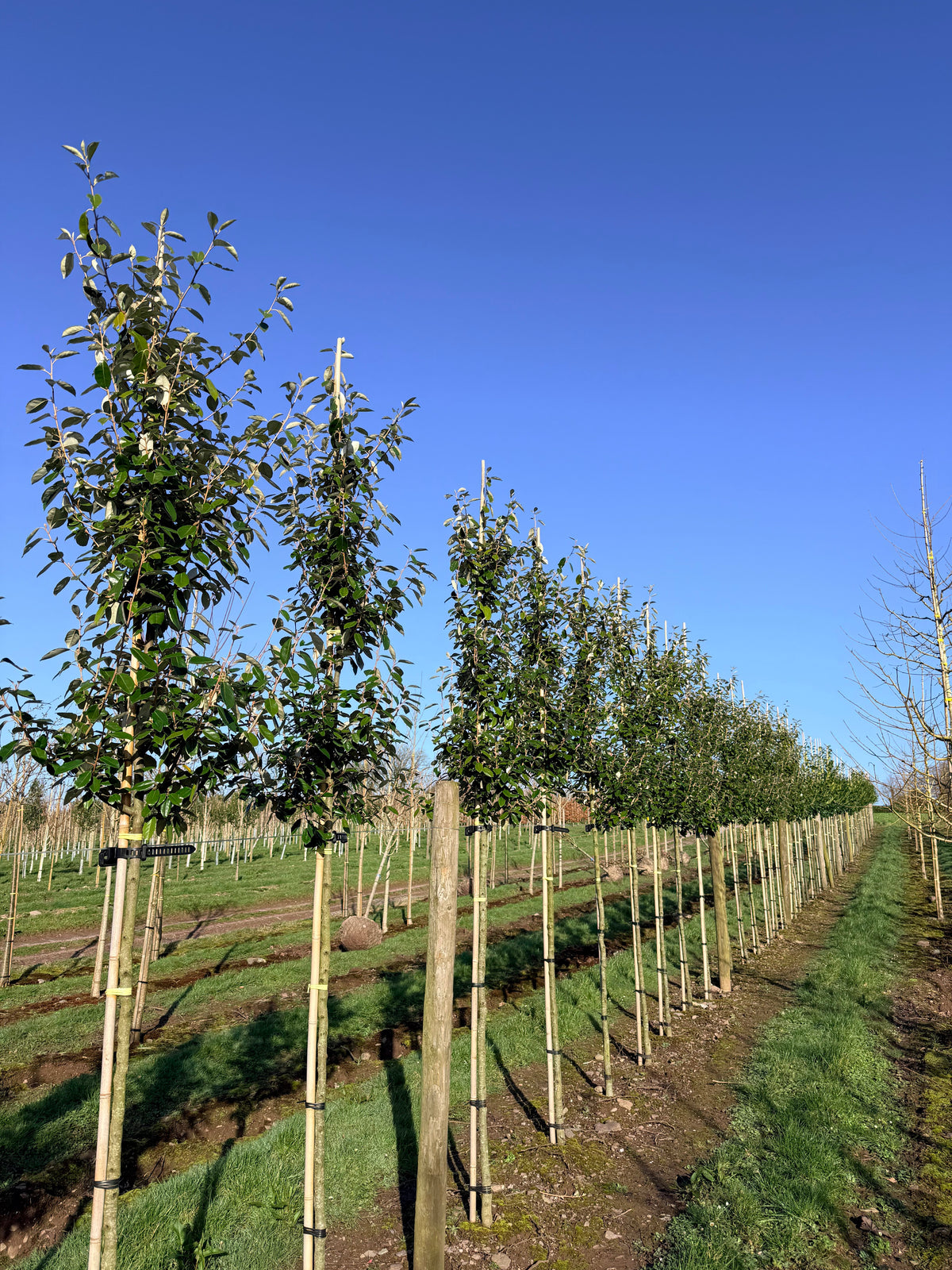 Elaeagnus x ebbingei - Ebbing's Silverberry