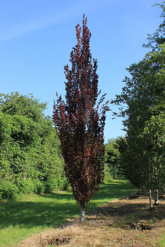 Fagus sylvatica 'Dawyck Purple' - Upright Purple Beech
