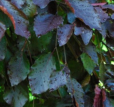 Fagus sylvatica 'Purple Fountain' - Weeping Beech 'Purple Fountain'