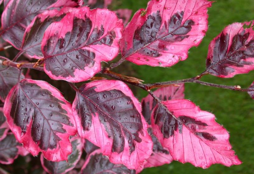Fagus sylvatica 'Tricolor' - European Beech 'Tricolor'