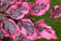 files/Fagus-sylvatica-Tricolour-816x560.jpg