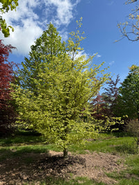 Fagus sylvatica 'Marmorata' - European Beech Mottled Leaf
