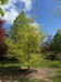 files/Fagus_sylvatica_Marmorata_Nangle_and_Niesen_Tree_Nursery_0001.jpg