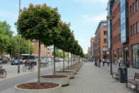 Acer platanoides 'Globosum' - Norway Maple