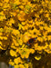 files/Ginkgo_biloba_Mariken_Nangle_and_Niesen_Tree_Nursery_0007.jpg