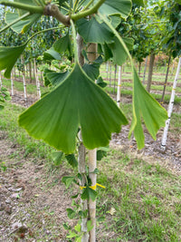 Ginkgo biloba 'Mayfield' - Ginkgo Maidenhair 'Mayfield'