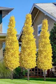 Ginkgo biloba 'Menhir' - Ginkgo Maidenhair 'Menhir'