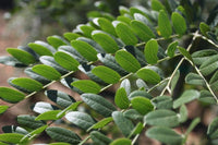 Gleditsia triacanthos 'Inermis' - Thornless Honey Locust