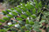files/Gleditisia-triacanthos-Draves-Street-Keeper-1024x683.jpg