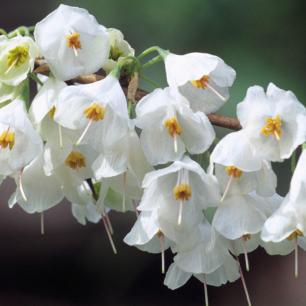 Halesia monticola - Mountain Silverbell