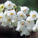 files/Halesia-monticola.jpg
