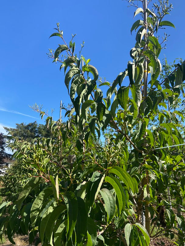 Heptacodium miconioides - Seven-Sons Tree