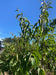 files/Heptacodium_Main.jpg
