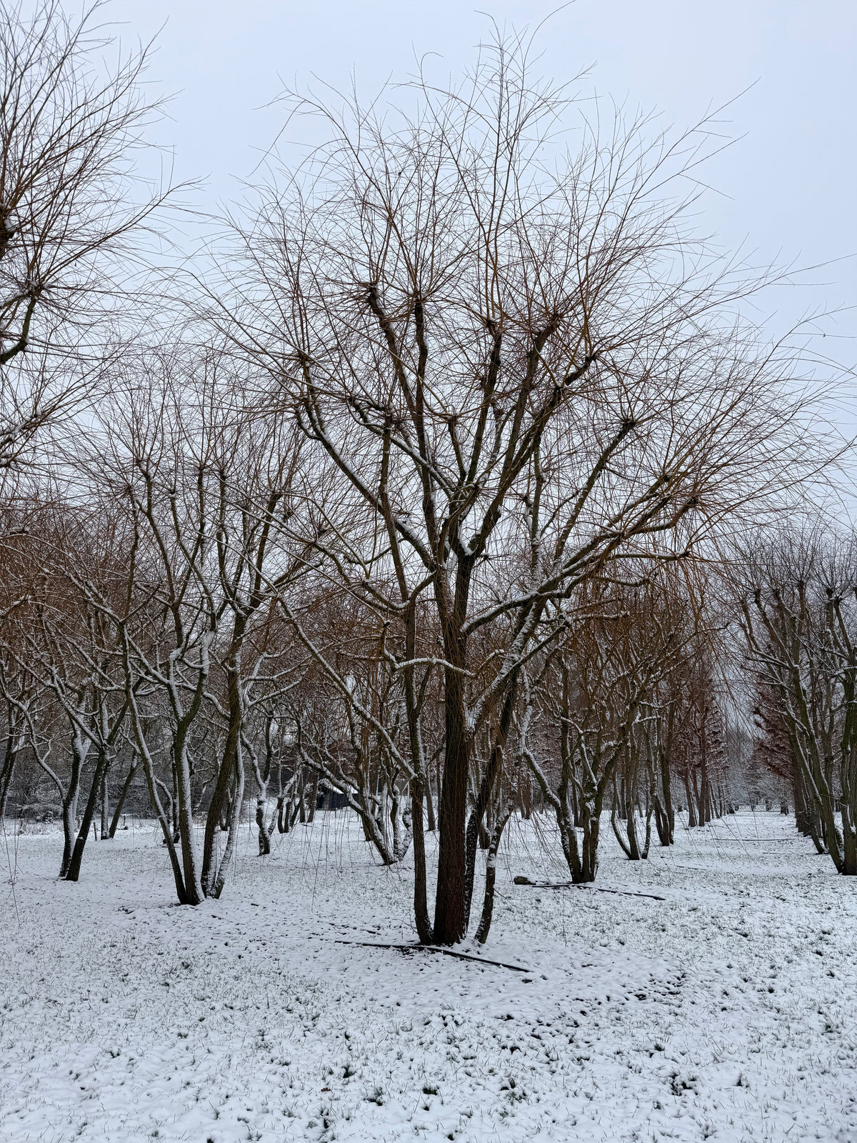 Salix x sepulcralis 'Chrysocoma' - Weeping Golden Willow