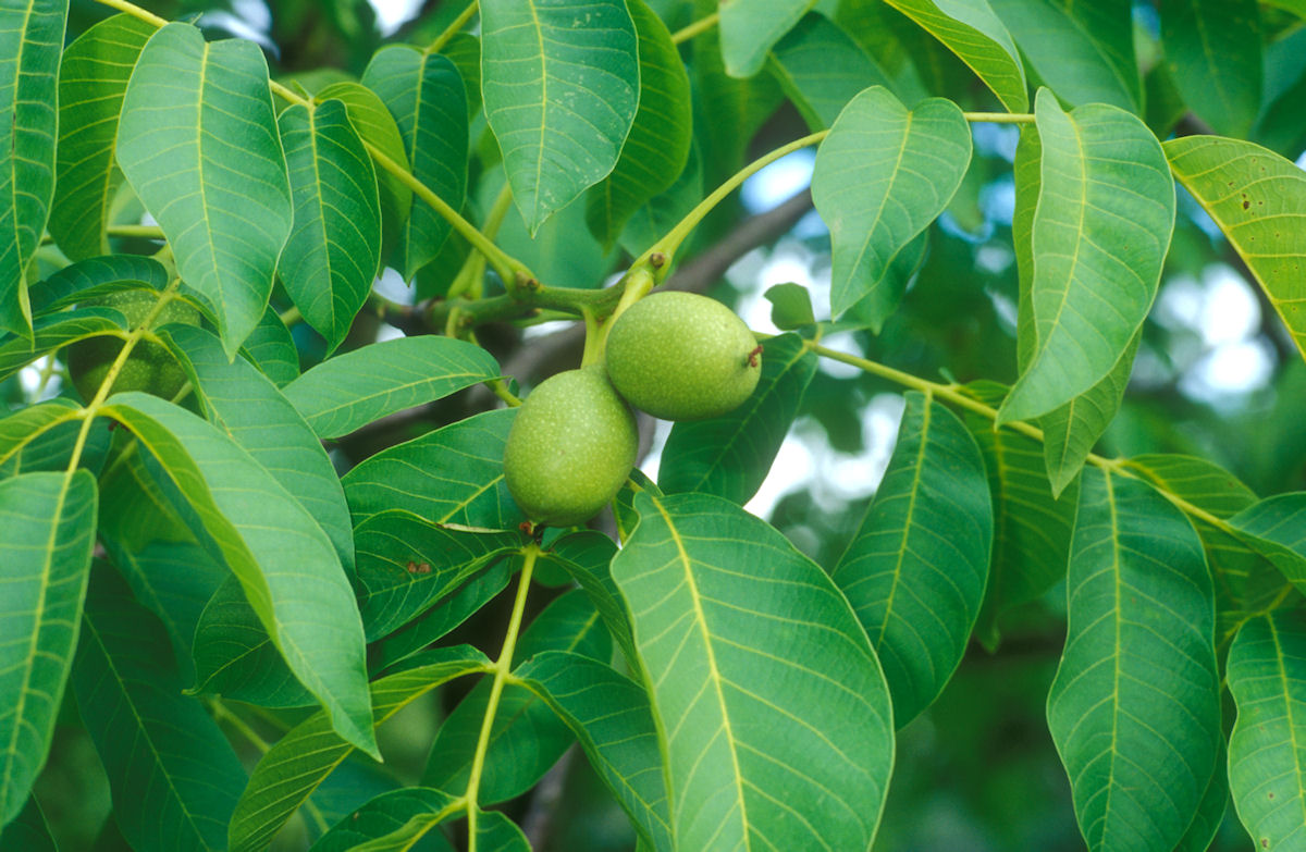 Juglans regia - English Walnut