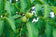 files/Juglans-regia.jpg