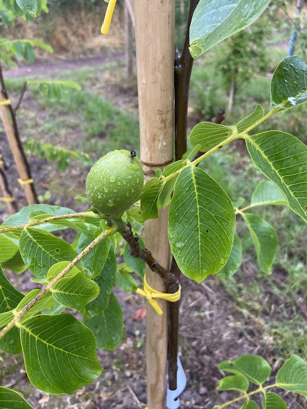 Juglans regia 'Broadview' - Walnut Tree 'Broadview'