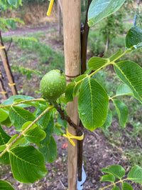 Juglans regia 'Broadview' - Walnut Tree 'Broadview'