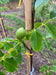files/Juglans_Broadview.jpg