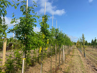 Laburnum x watereri 'Vossii' - Golden Rain Tree