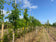 files/Laburnum_watereri_Vossii_Nangle_and_Niesen_Tree_Nursery_0004.jpg
