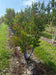 files/Lagerstroemia_Lipan_Nangle_and_Niesen_Tree_Nursery_0001.jpg