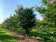 files/Lagerstroemia_Muskogee_Nangle_and_Niesen_Tree_Nursery_0006.jpg