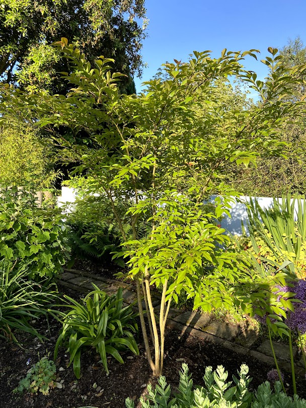 Lagerstroemia 'Natchez' - Crape Myrtle 'Natchez'