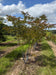 files/Lagerstroemia_Sarah_s_Favourite_Nangle_and_Niesen_Tree_Nursery_0006.jpg