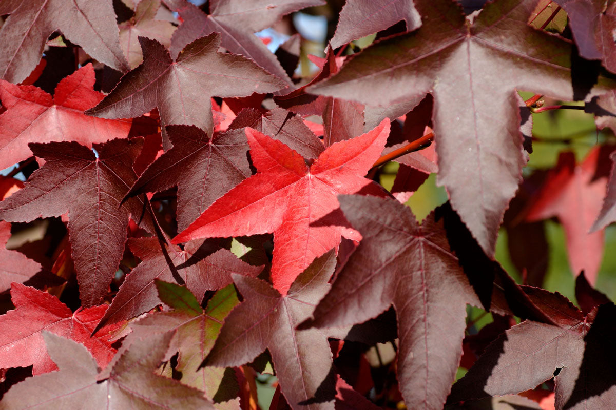 Liquidambar styraciflua 'Worplesdon' - Sweet Gum 'Worplesdon'