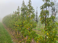 Liquidambar styraciflua 'Jason' - Sweet Gum 'Jason'