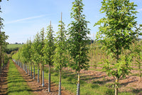 Liquidambar styraciflua - Sweet Gum