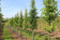files/Liquidamber.jpg