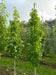 files/Liquidamber_St_Slender_2.jpg