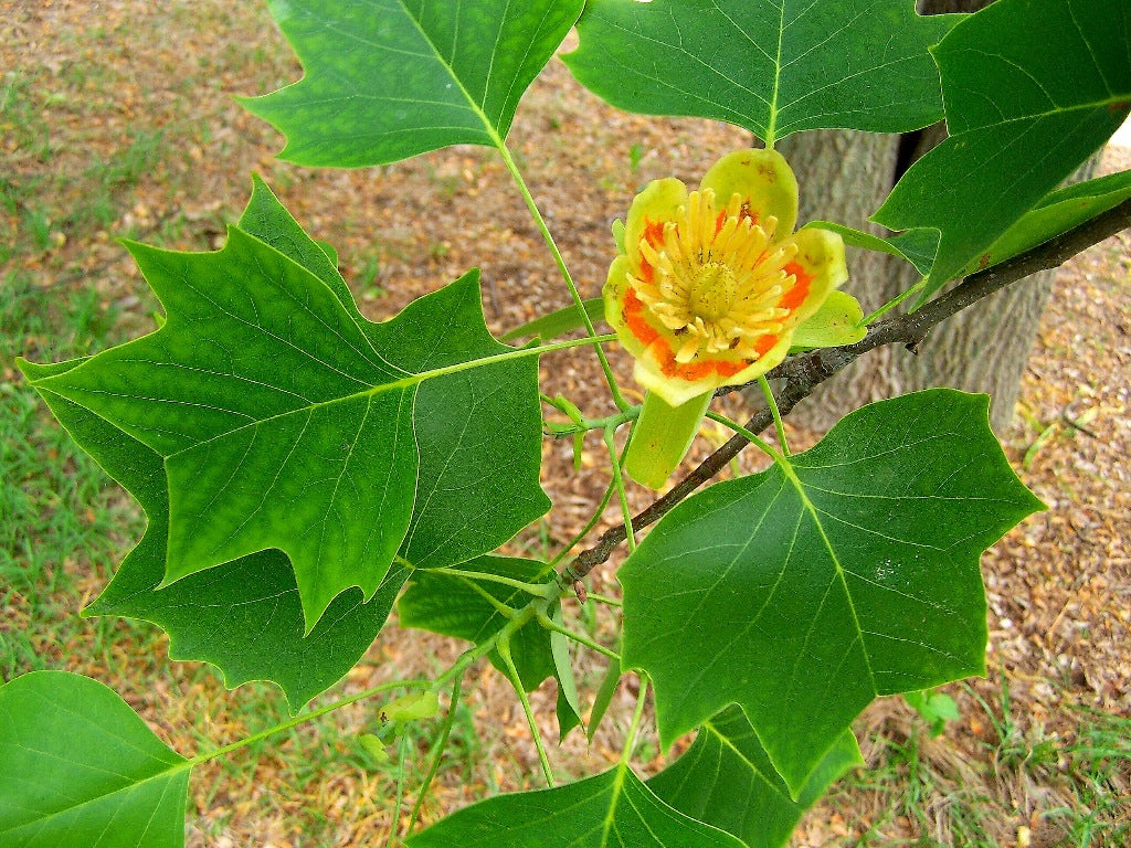 Liriodendron tulipifera - Tulip Tree